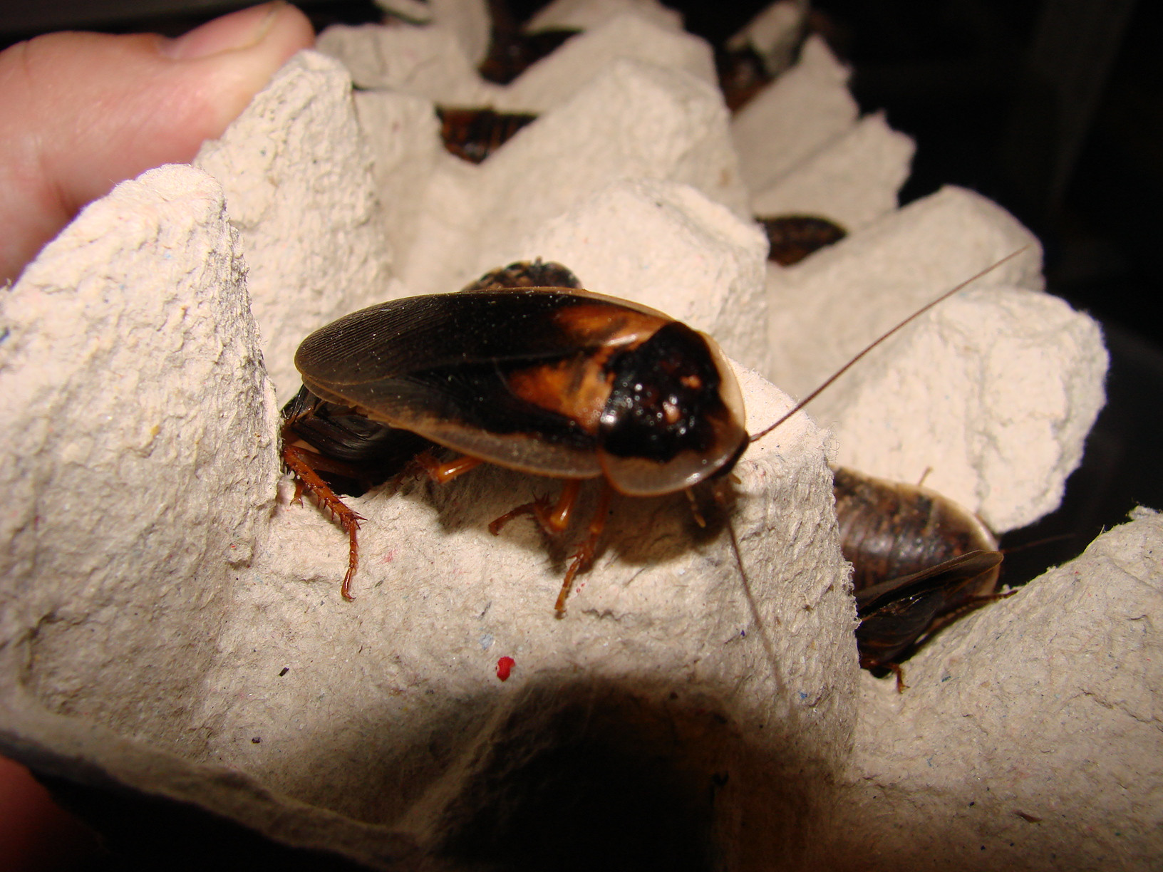 karaczan argentyński (Blaptica dubia)