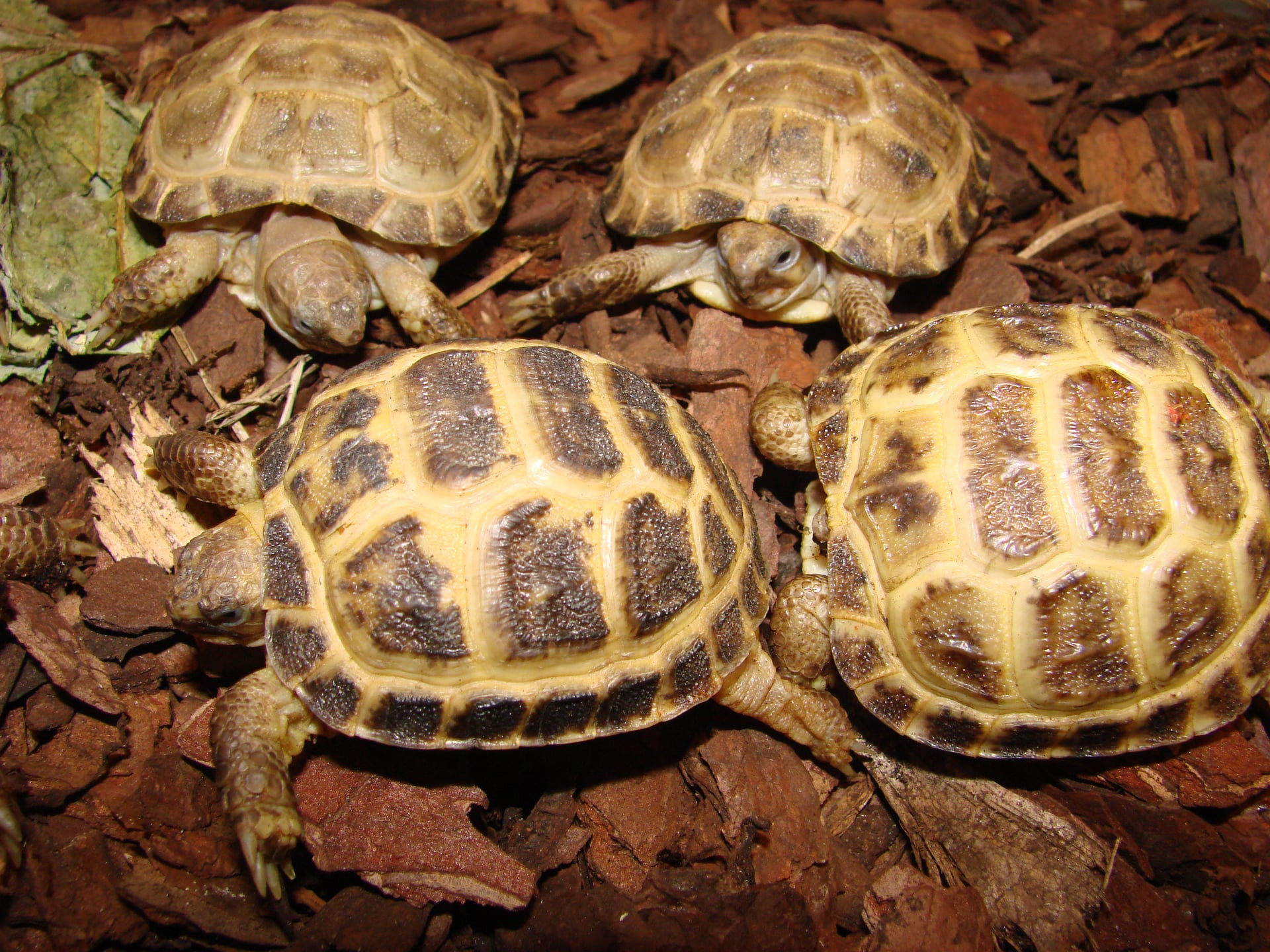 żółw stepowy